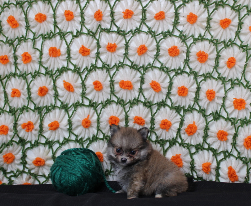 puppy, for, sale, Pomeranian, Matthew B. Stoltzfus, dog, breeder, Gap, PA, dog-breeder, puppy-for-sale, forsale, nearby, find, puppyfind, locator, puppylocator, aca